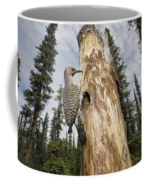 Michael Quinton Coffee Mug featuring the photograph Northern Flicker At Nest Cavity by Michael Quinton
