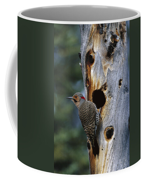 Feb0514 Coffee Mug featuring the photograph Northern Flicker Near Nest Cavity Alaska by Michael Quinton