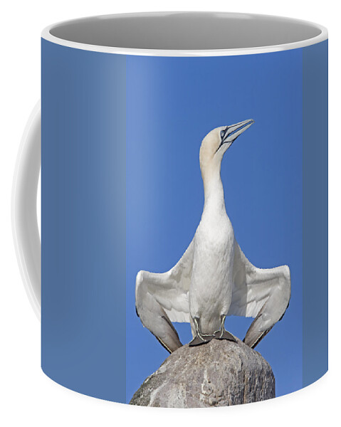 Flpa Coffee Mug featuring the photograph Northern Gannet Displaying Great Saltee by Dickie Duckett
