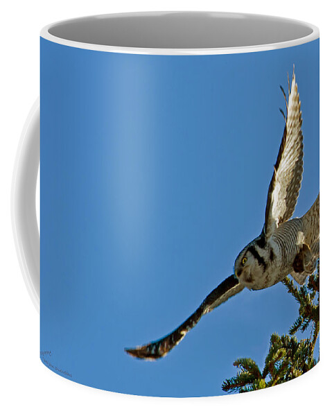 Northern Hawk Owl Coffee Mug featuring the photograph Northern Hawk Owl flying with its capture by Torbjorn Swenelius