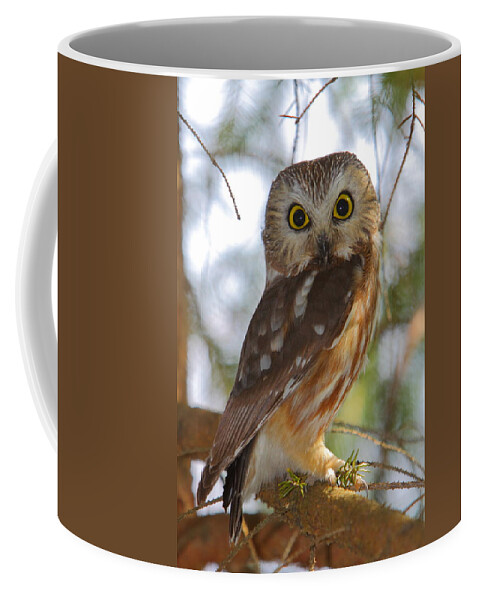 Owl Coffee Mug featuring the photograph Northern Saw-whet Owl by Bruce J Robinson
