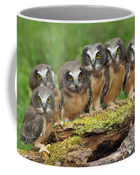 Bia Coffee Mug featuring the photograph Northern Saw-whet Owl Chicks by Nick Saunders