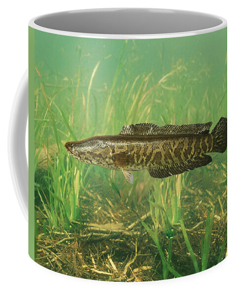 Animal Coffee Mug featuring the photograph Northern Snakehead by USGS and USFWS/ Science Source