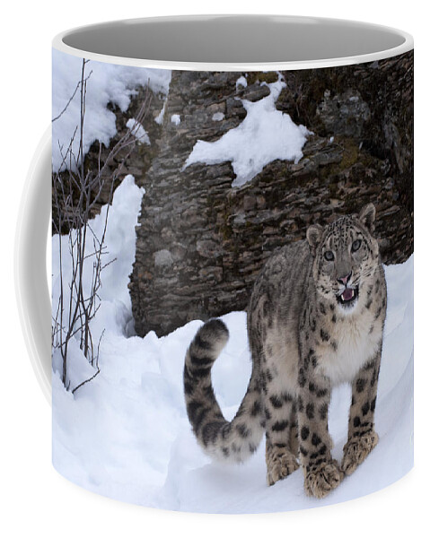 Snow Leopard Coffee Mug featuring the photograph Not Too Close - Please by Sandra Bronstein