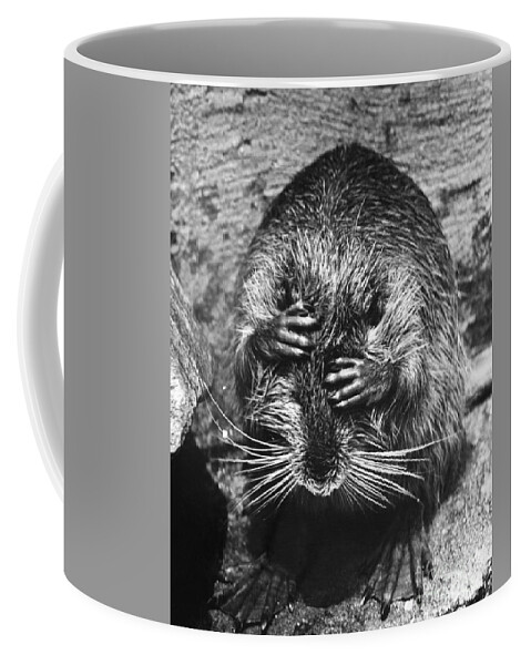 Animal Coffee Mug featuring the photograph Nutria Covering Its Eyes by Jeanne White