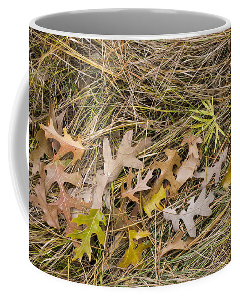 Oak Leaves Coffee Mug featuring the photograph Oak Leaves on Grass by Lynn Hansen