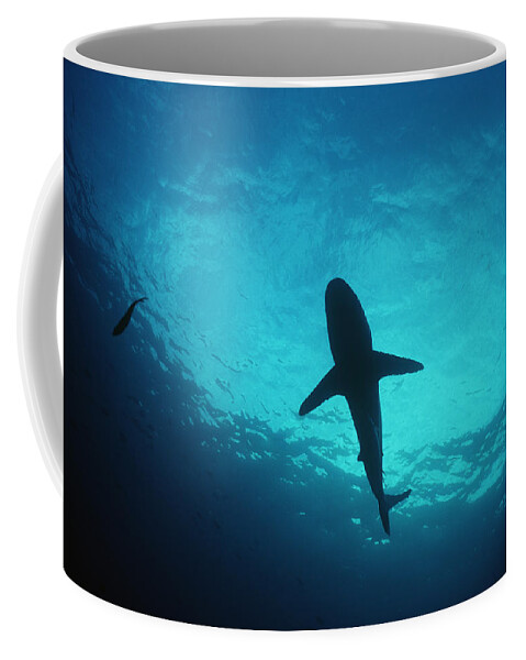 Brown Milbert's Sandbar Shark Coffee Mug featuring the photograph Oceanic Whitetip Reef Shark by Jeff Rotman