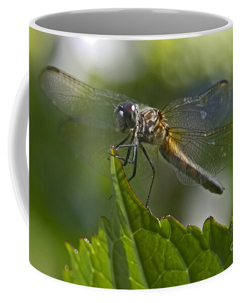 Odonata Coffee Mug featuring the photograph Odonata by Sharon Talson