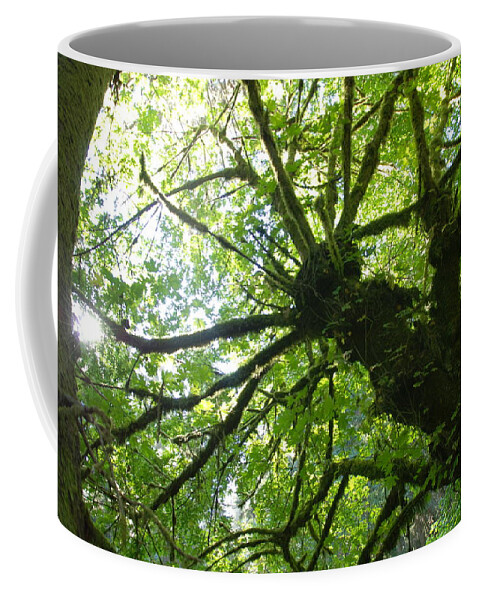 Forest Coffee Mug featuring the photograph Old Growth Tree in Forest by Shane Kelly