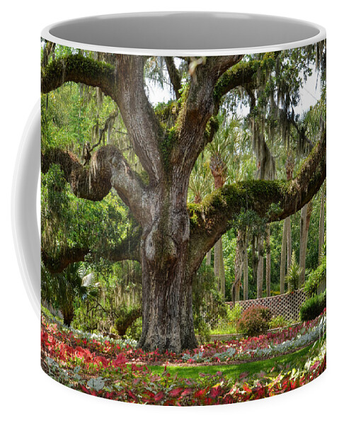 Gardens Coffee Mug featuring the photograph Old Oak And Calladium Garden by Kathy Baccari