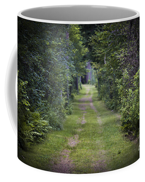 Old Coffee Mug featuring the photograph Old road through forest by Elena Elisseeva
