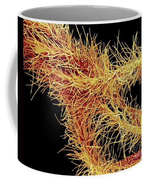 Anther Coffee Mug featuring the photograph Oleander Flower Anthers, Colored Sem by Susumu Nishinaga