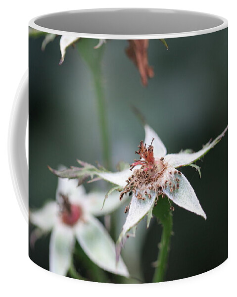 Rose Coffee Mug featuring the photograph Once so Vibrant Rose by Valerie Collins