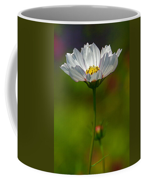 White Cosmos Flower With Bokeh Coffee Mug featuring the photograph Open for All by Byron Varvarigos
