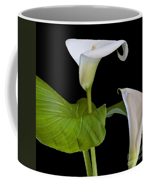 White Calla Coffee Mug featuring the photograph Open white calla lily I by Heiko Koehrer-Wagner