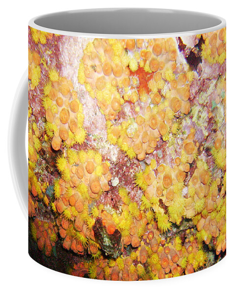 Ocean Coffee Mug featuring the photograph Orange Cups by Lynne Browne