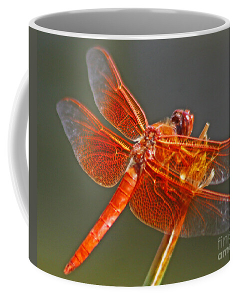 Orange Dragonfly Coffee Mug featuring the photograph Orange Dragonfly's Back by Kenny Bosak
