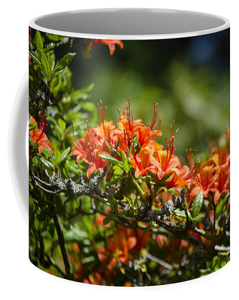 Orange Coffee Mug featuring the photograph Orange Rhododendron by Spikey Mouse Photography
