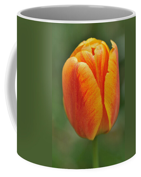 Tulip Coffee Mug featuring the photograph Orange Tulip by Matthias Hauser