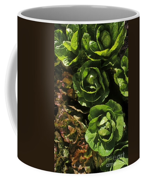 Agronomy Coffee Mug featuring the photograph Organic Lettuce by Craig Lovell