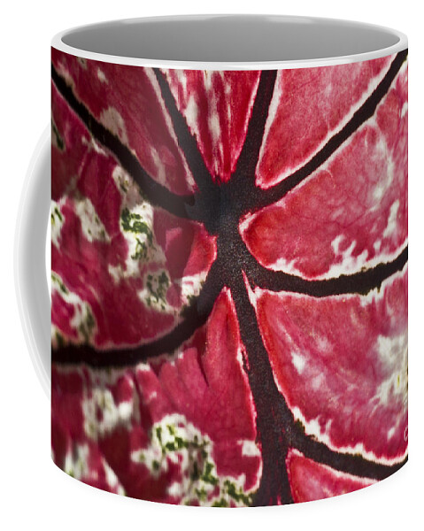 Heiko Coffee Mug featuring the photograph Ornamental Leaf by Heiko Koehrer-Wagner