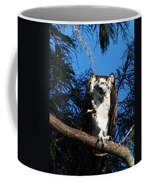 Osprey Coffee Mug featuring the photograph Osprey 104 by Christopher Mercer