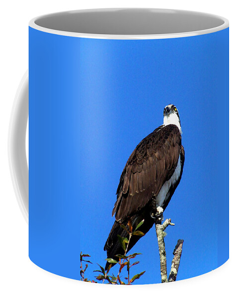 Osprey Coffee Mug featuring the photograph Osprey 110 by Christopher Mercer