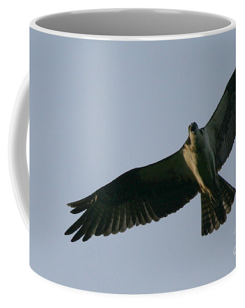 Osprey Art Coffee Mug featuring the photograph Osprey above the Androscoggin by Neal Eslinger