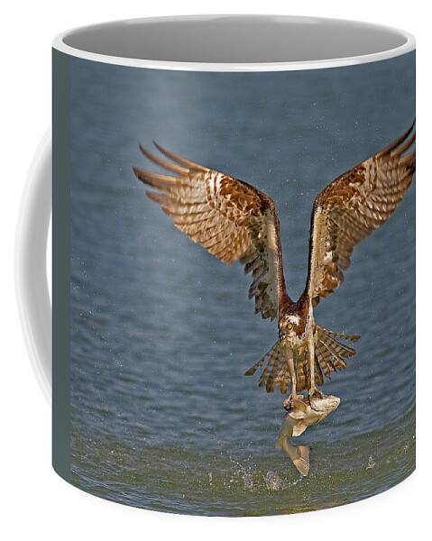 Osprey Coffee Mug featuring the photograph Osprey Morning Catch by Susan Candelario