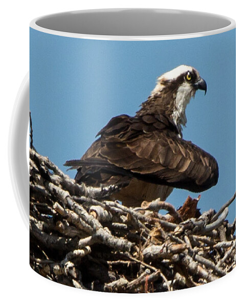 Osprey Coffee Mug featuring the photograph Osprey Nest 2 by John Daly