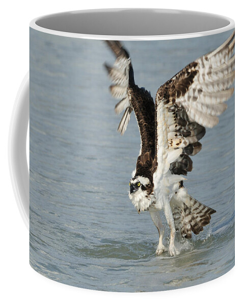 Osprey Coffee Mug featuring the photograph Osprey taking off by Bradford Martin