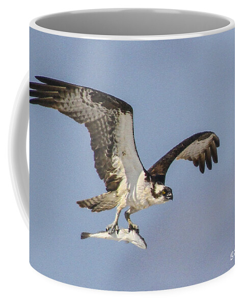 Osprey Coffee Mug featuring the photograph Osprey with dinner by Barbara Bowen