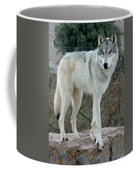 Out Of Africa Coffee Mug featuring the photograph Out of Africa Wolf by Phyllis Spoor