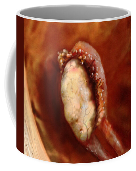 Anatomical Illustration Coffee Mug featuring the photograph Ovary And Fallopian Tube by Anatomical Travelogue