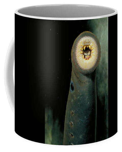 Animal Coffee Mug featuring the photograph Pacific Lamprey by Rondi Church