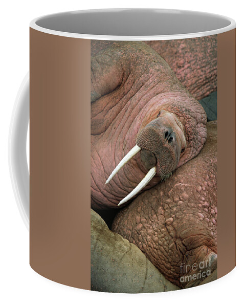 00344073 Coffee Mug featuring the photograph Bull Walrus on Round Island by Yva Momatiuk and John Eastcott