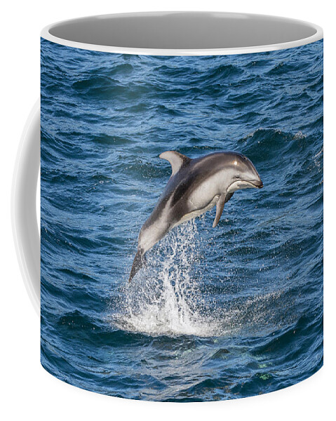 Flip Nicklin Coffee Mug featuring the photograph Pacific White-sided Dolphin Leaping by Flip Nicklin