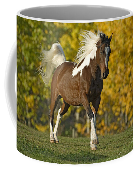 Horse Coffee Mug featuring the photograph Paint Horse, Gelding by Rolf Kopfle