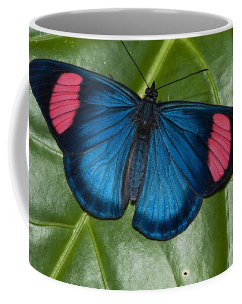 Feb0514 Coffee Mug featuring the photograph Painted Beauty Yasuni Ecuador by Pete Oxford