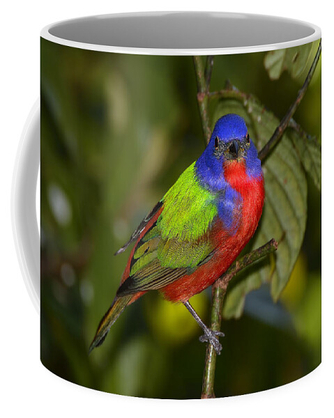 Dodsworth Coffee Mug featuring the photograph Painted Bunting by Bill Dodsworth