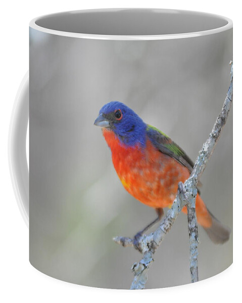 Bunting Coffee Mug featuring the photograph Painted Bunting by Frank Madia