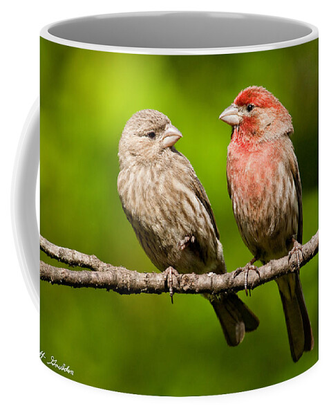 Affectionate Coffee Mug featuring the photograph Pair of House Finches in a Tree by Jeff Goulden