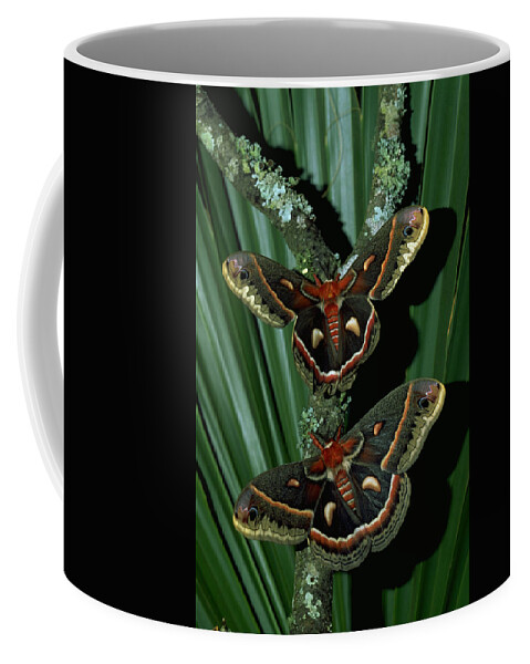 Moth Coffee Mug featuring the photograph Pair Of Moths by Millard H. Sharp