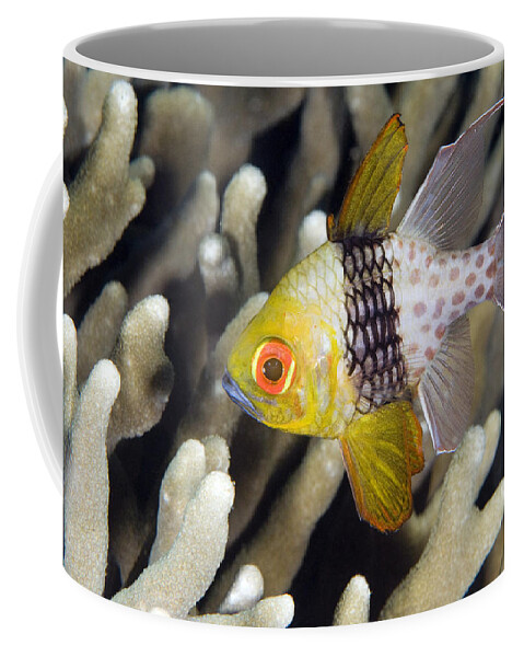 Nis Coffee Mug featuring the photograph Pajama Cardinalfish Bali Indonesia by Dray van Beeck