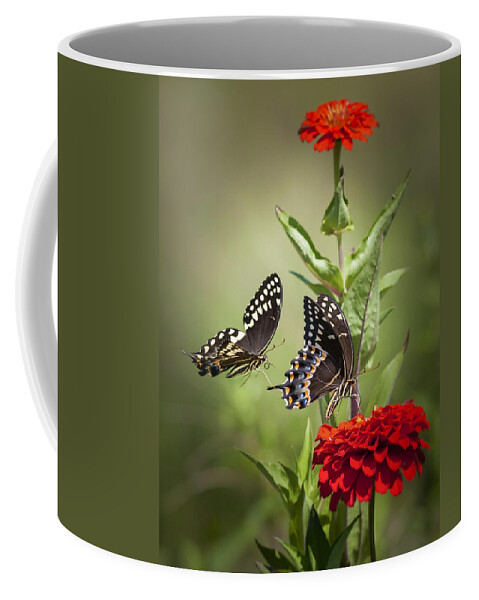 Butterflies Coffee Mug featuring the photograph Palamedes Swallowtail Butterflies by Jo Ann Tomaselli