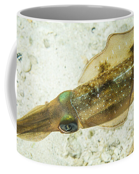 Grand Cayman Coffee Mug featuring the photograph Pale Squid by Jean Noren