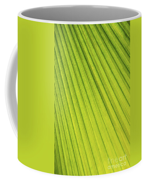 Palm Coffee Mug featuring the photograph Palm tree leaf abstract by Elena Elisseeva