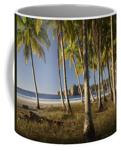 Feb0514 Coffee Mug featuring the photograph Palms At Playa Carrillo Costa Rica by Tim Fitzharris