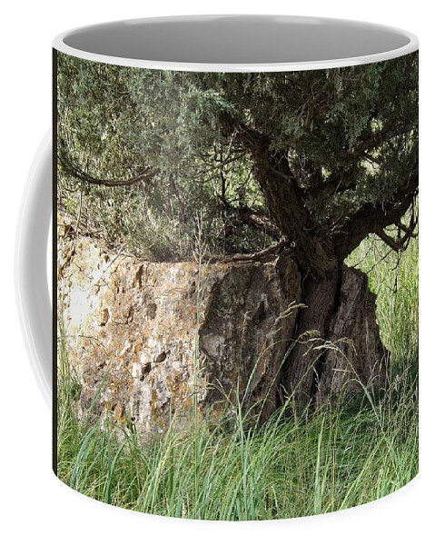 Tree Coffee Mug featuring the photograph Paper Beats Rock by Fiskr Larsen