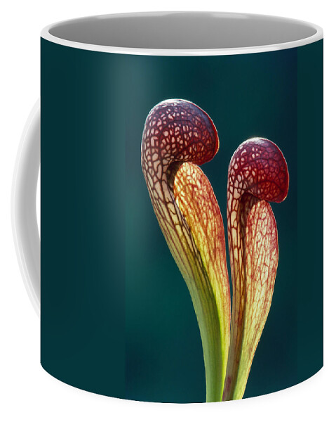 Carnivore Coffee Mug featuring the photograph Parrot Pitcher Plant by Jeffrey Lepore
